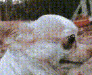 5c0a7e98dc023b6b3021f336dcbefa1a.gif