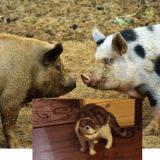 da725b25f7de996cc7365f978eaecf8b.png