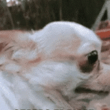 e6e46a52ee84964d9e597777c940fb88.gif